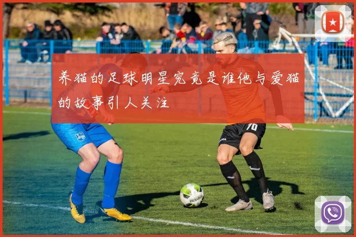 养猫的足球明星究竟是谁他与爱猫的故事引人关注